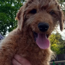 Labradoodle - Both