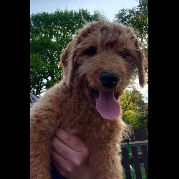 Labradoodle - Both