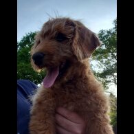 Labradoodle - Both