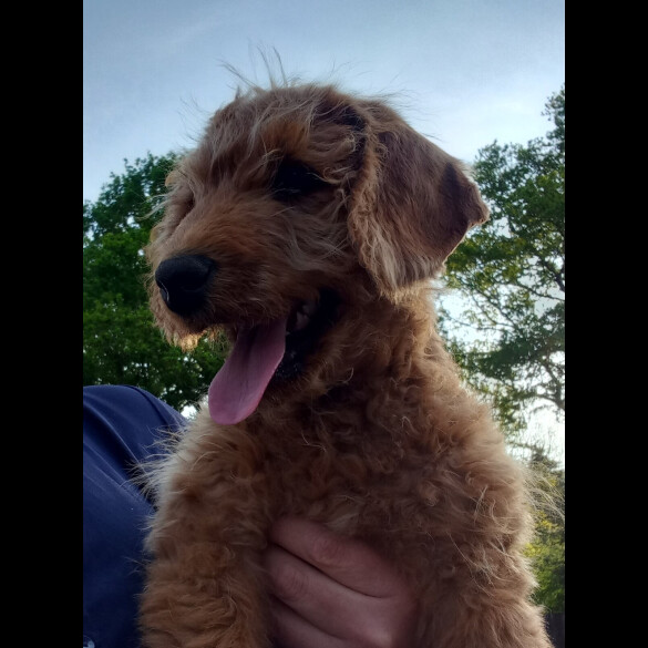 Labradoodle - Both