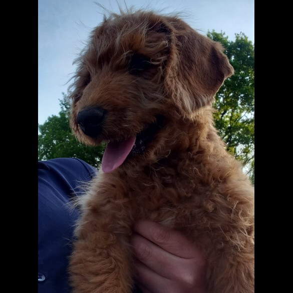 Labradoodle - Both