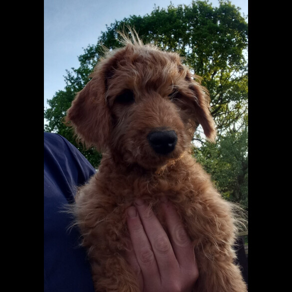 Labradoodle - Both