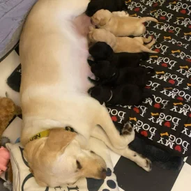 Labrador Retriever - Both