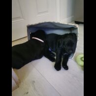 Labrador Retriever - Both