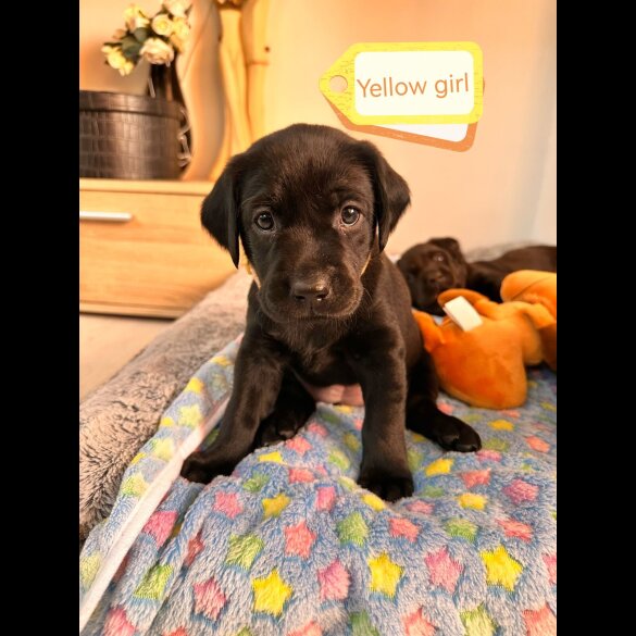 Labrador Retriever - Both