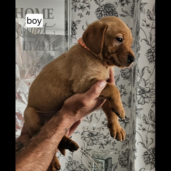 Labrador Retriever - Both