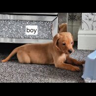 Labrador Retriever - Both