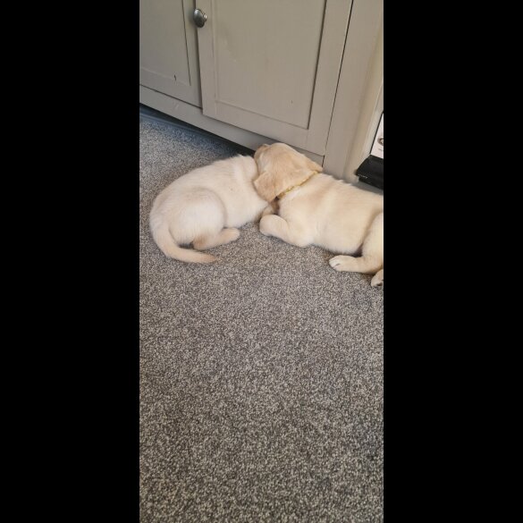 Labrador Retriever - Both