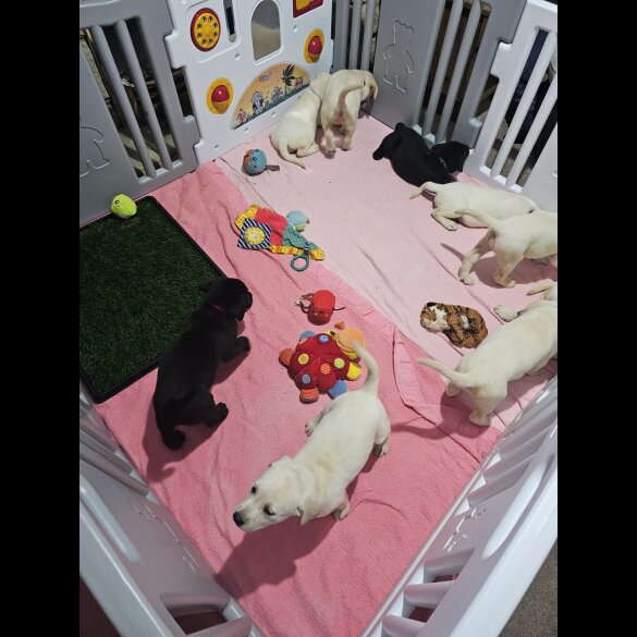 Labrador Retriever - Both