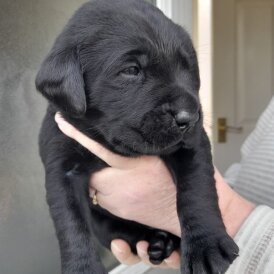 Labrador Retriever - Both