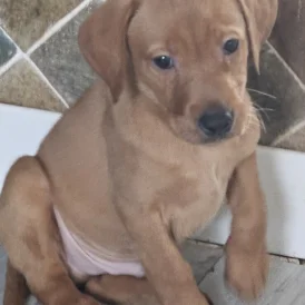 Labrador Retriever - Both