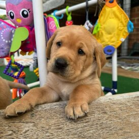 Labrador Retriever - Both