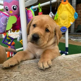 Labrador Retriever - Both