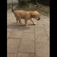 Lakeland Terrier - Dogs
