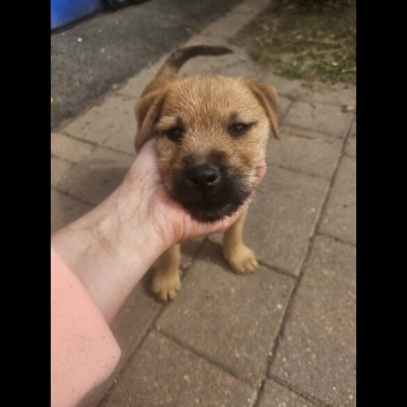 Lakeland Terrier - Dogs