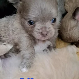 Chihuahua - Both