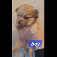Chihuahua - Both