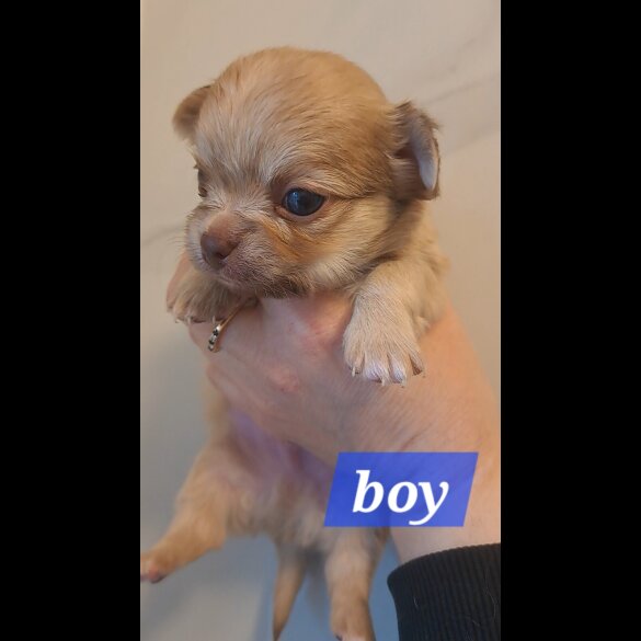 Chihuahua - Both