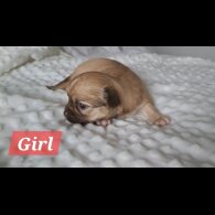 Chihuahua - Both