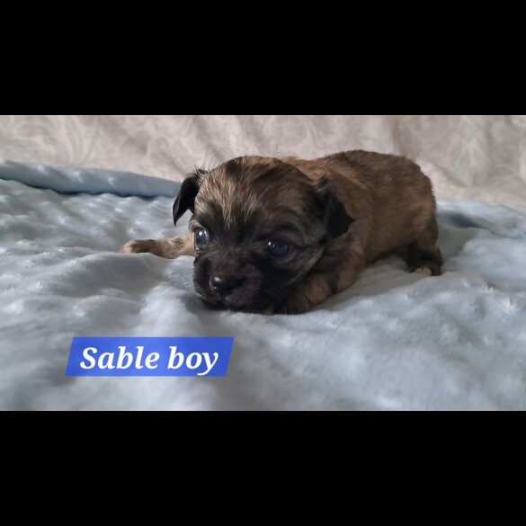 Chihuahua - Both
