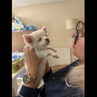 Chihuahua - Bitches