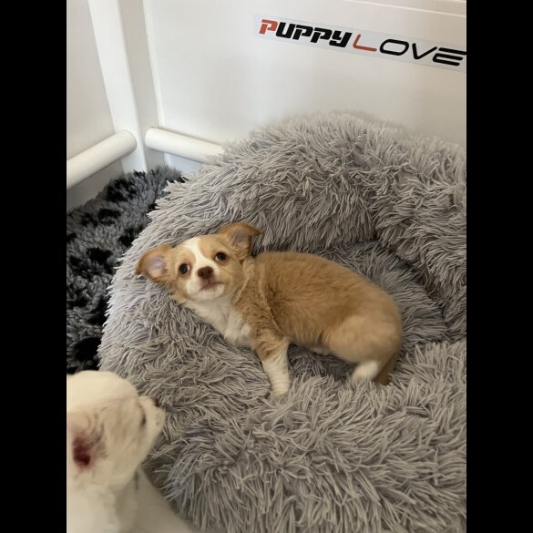 Chihuahua - Bitches