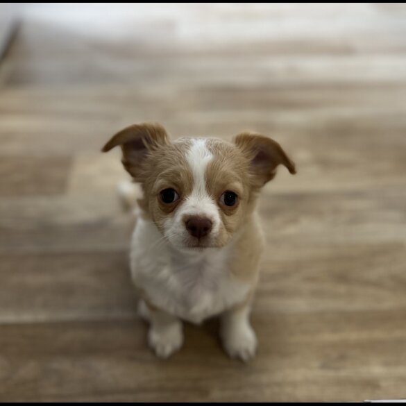 Chihuahua - Bitches