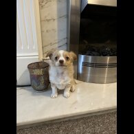 Chihuahua - Bitches