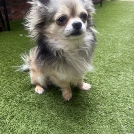 Chihuahua