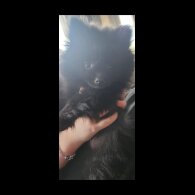Pomeranian - Both