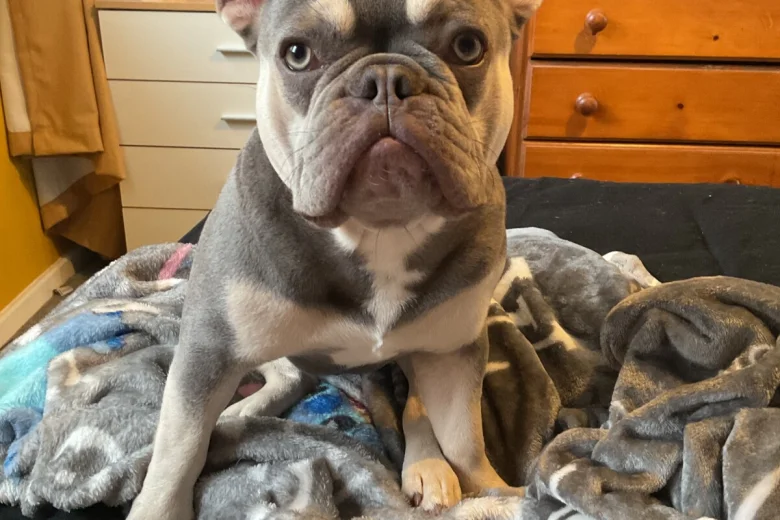 French Bulldog