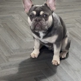French Bulldog
