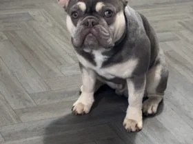 French Bulldog