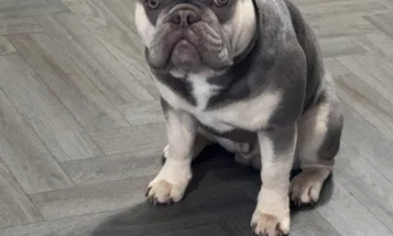 French Bulldog