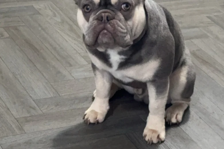 French Bulldog