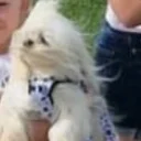 Maltese