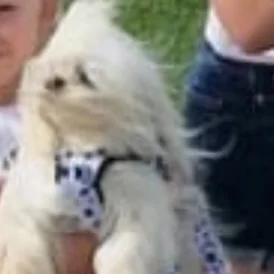 Maltese