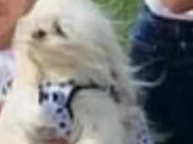 Maltese