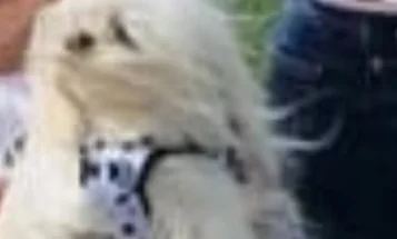 Maltese