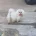 Maltese
