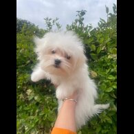 Maltese - Dogs