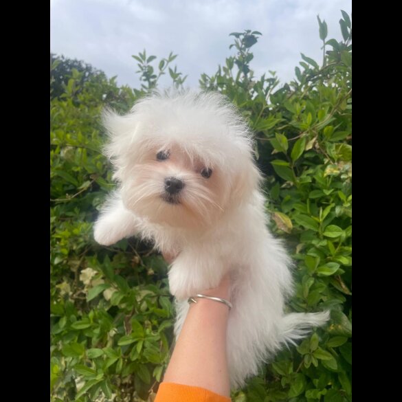Maltese - Dogs