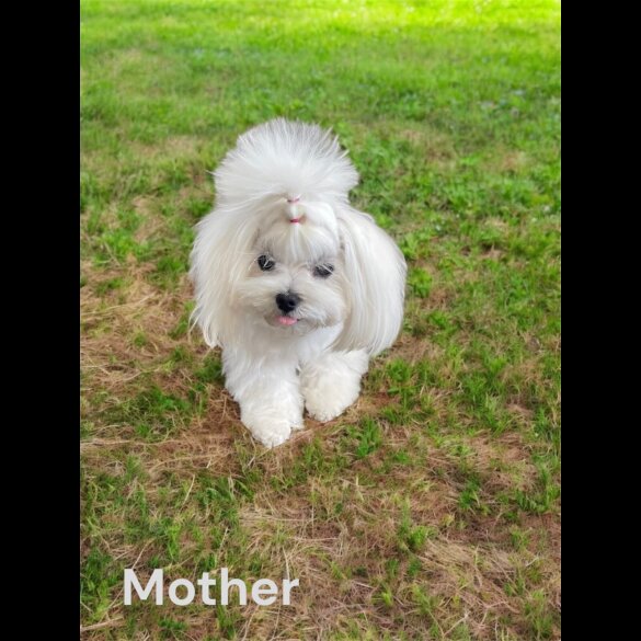 Maltese - Dogs