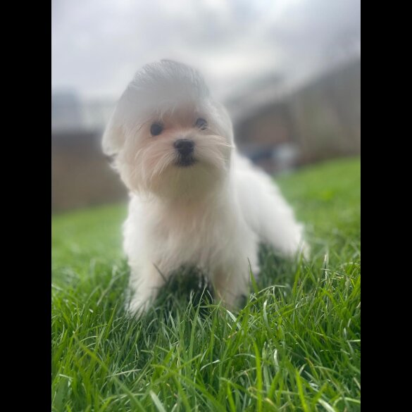 Maltese - Dogs
