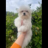 Maltese - Dogs