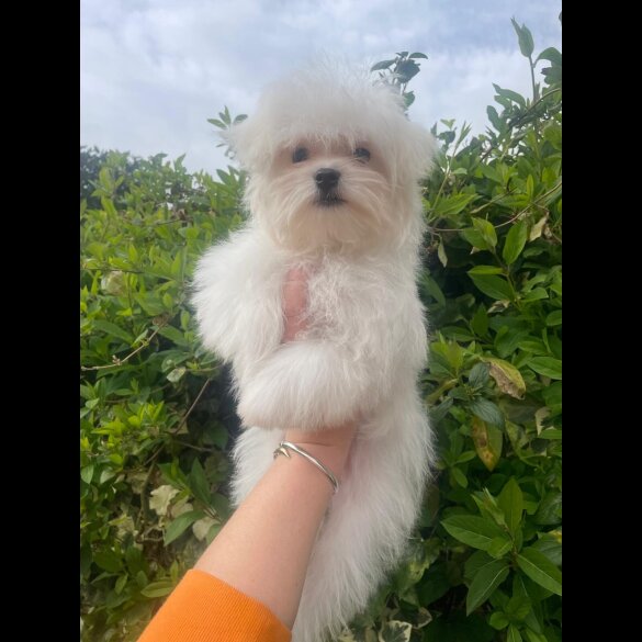 Maltese - Dogs