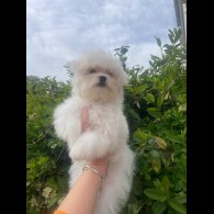 Maltese - Dogs
