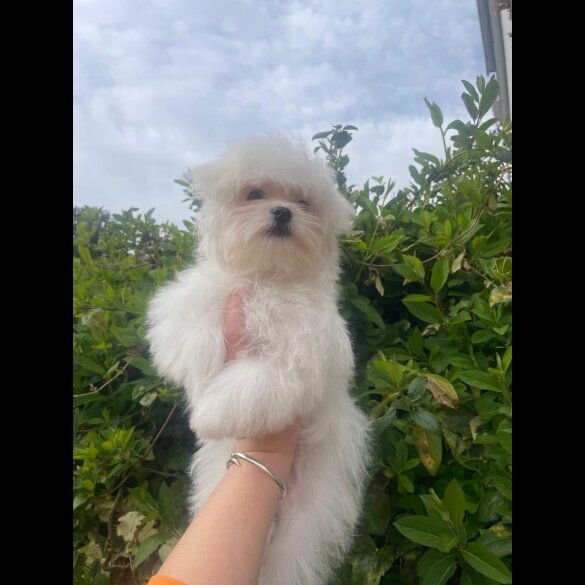 Maltese - Dogs