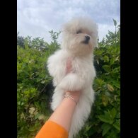 Maltese - Dogs