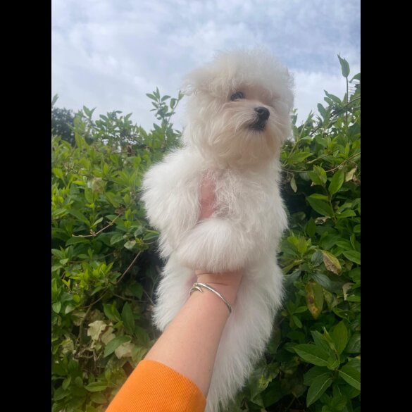 Maltese - Dogs